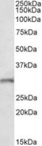 Fibroblast Growth Factor 14 antibody, MBS423118, MyBioSource, Western Blot image 
