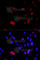 Checkpoint protein HUS1 antibody, A5407, ABclonal Technology, Immunofluorescence image 