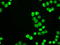 Neurogenin 1 antibody, LS-C784188, Lifespan Biosciences, Immunofluorescence image 