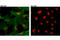 Nitric Oxide Synthase 3 antibody, 32027S, Cell Signaling Technology, Immunocytochemistry image 