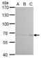 Baculoviral IAP Repeat Containing 2 antibody, MA5-27728, Invitrogen Antibodies, Western Blot image 