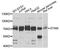 Signal Transducing Adaptor Molecule antibody, A4198, ABclonal Technology, Western Blot image 