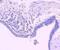BCL2 Like 11 antibody, NBP2-67456, Novus Biologicals, Immunohistochemistry paraffin image 