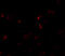 Yippee Like 3 antibody, 6775, ProSci, Immunofluorescence image 