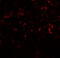 CCAAT Enhancer Binding Protein Delta antibody, 7077, ProSci Inc, Immunofluorescence image 