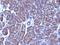 Golgi Zone antibody, orb389064, Biorbyt, Immunohistochemistry paraffin image 