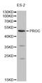 Protein C, Inactivator Of Coagulation Factors Va And VIIIa antibody, TA327046, Origene, Western Blot image 
