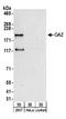 Zinc finger protein 423 antibody, A304-017A, Bethyl Labs, Western Blot image 