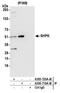 Sedoheptulokinase antibody, A305-720A-M, Bethyl Labs, Immunoprecipitation image 