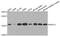 Ubiquitin-conjugating enzyme E2 L3 antibody, MBS129127, MyBioSource, Western Blot image 