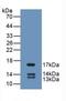 UCN2 antibody, LS-C292536, Lifespan Biosciences, Western Blot image 