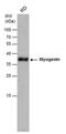 Myogenin antibody, PA5-78067, Invitrogen Antibodies, Western Blot image 