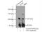 E2F Transcription Factor 8 antibody, 13425-1-AP, Proteintech Group, Immunoprecipitation image 