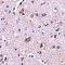 Cerebral Dopamine Neurotrophic Factor antibody, orb74888, Biorbyt, Immunohistochemistry paraffin image 