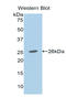 Mucin 2, Oligomeric Mucus/Gel-Forming antibody, LS-C295437, Lifespan Biosciences, Western Blot image 
