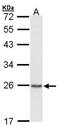 Chromobox 1 antibody, PA5-28448, Invitrogen Antibodies, Western Blot image 