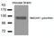 Glutamate Ionotropic Receptor NMDA Type Subunit 1 antibody, 79-452, ProSci, Western Blot image 