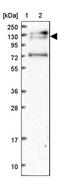 Pre-mRNA-processing factor 40 homolog B antibody, PA5-58386, Invitrogen Antibodies, Western Blot image 