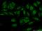 Splicing Factor 3b Subunit 3 antibody, 12130-1-AP, Proteintech Group, Immunofluorescence image 