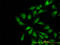 WASL antibody, LS-C133098, Lifespan Biosciences, Immunofluorescence image 