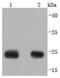 Calbindin 1 antibody, NBP2-67200, Novus Biologicals, Western Blot image 