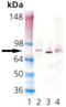 Heat Shock Protein Family A (Hsp70) Member 8 antibody, ADI-SPA-818-D, Enzo Life Sciences, Western Blot image 