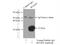 Rogdi Atypical Leucine Zipper antibody, 17047-1-AP, Proteintech Group, Immunoprecipitation image 