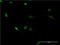 Zinc Finger Protein 76 antibody, LS-C198472, Lifespan Biosciences, Immunofluorescence image 