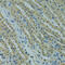 Ubiquitin Conjugating Enzyme E2 I antibody, 18-566, ProSci, Immunohistochemistry frozen image 
