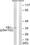 Y-Box Binding Protein 1 antibody, abx012717, Abbexa, Western Blot image 