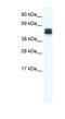 MPN Domain Containing antibody, MBS834775, MyBioSource, Western Blot image 