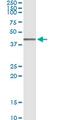 AHSA1 antibody, MA5-21096, Invitrogen Antibodies, Immunoprecipitation image 