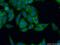 Transferrin Receptor antibody, 10084-2-AP, Proteintech Group, Immunofluorescence image 