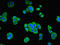 Origin Recognition Complex Subunit 4 antibody, LS-C317859, Lifespan Biosciences, Immunofluorescence image 