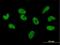 Zinc Finger Protein 680 antibody, H00340252-B01P, Novus Biologicals, Immunocytochemistry image 