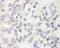 DEK Proto-Oncogene antibody, IHC-00275, Bethyl Labs, Immunohistochemistry paraffin image 