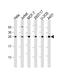 Ribosomal Protein L14 antibody, M07781, Boster Biological Technology, Western Blot image 