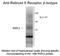 Retinoid X Receptor Beta antibody, NB300-311, Novus Biologicals, Western Blot image 