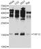 TATA-Box Binding Protein Associated Factor 12 antibody, A5421, ABclonal Technology, Western Blot image 