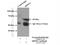 Quiescin Sulfhydryl Oxidase 1 antibody, 12713-1-AP, Proteintech Group, Immunoprecipitation image 