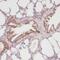 E3 ubiquitin-protein ligase RAD18 antibody, FNab07075, FineTest, Immunohistochemistry frozen image 