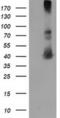 Microtubule-associated protein RP/EB family member 2 antibody, MA5-25550, Invitrogen Antibodies, Western Blot image 