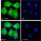 Transient Receptor Potential Cation Channel Subfamily C Member 1 antibody, LS-B4119, Lifespan Biosciences, Immunofluorescence image 