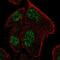 Ribonuclease P/MRP Subunit P25 Like antibody, NBP2-56025, Novus Biologicals, Immunocytochemistry image 