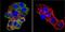 Nuclear Receptor Subfamily 3 Group C Member 2 antibody, ab2774, Abcam, Immunofluorescence image 