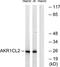 Aldo-Keto Reductase Family 1 Member E2 antibody, TA315876, Origene, Western Blot image 