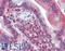JAZF Zinc Finger 1 antibody, LS-B3537, Lifespan Biosciences, Immunohistochemistry frozen image 