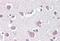 Thy-1 Cell Surface Antigen antibody, MBS243277, MyBioSource, Immunohistochemistry paraffin image 