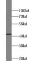 Vasohibin 1 antibody, FNab09373, FineTest, Western Blot image 
