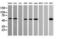 Pogo Transposable Element Derived With KRAB Domain antibody, LS-C174431, Lifespan Biosciences, Western Blot image 